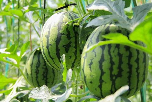 南昌吃瓜群众免费吃瓜微信,微信“吃瓜群众”活动引关注  第1张